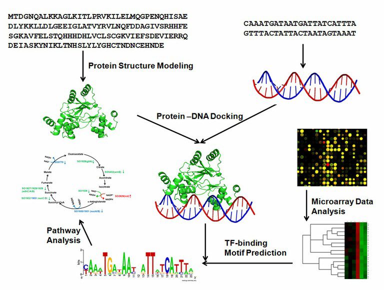 Protein Structure Modeling, Protein-DNA Docking, Pathway Analysis, TF-binding Motif Prediction